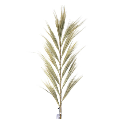 Set Of 3 Natural Large Blonde Exotic Dried Rayung Pampas Decorative Grass 1.6m.